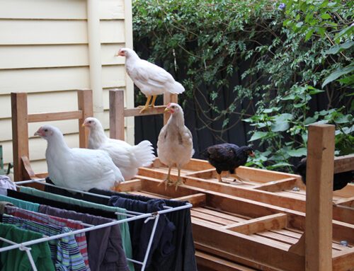 Tweenage Poultry – Issue 274 Dec/Jan 2023