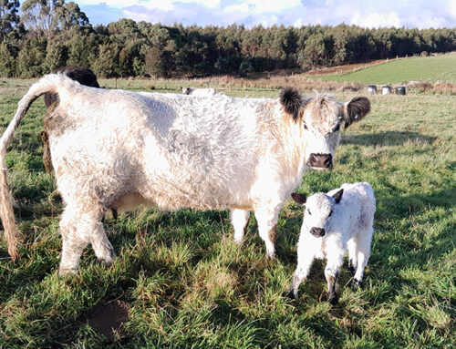 Orphan Calf Emergency – Issue 279 Oct/Nov 2023