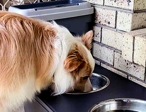 Dog Bowl Holder – 283 Jun/Jul 2024